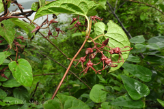 Seshagiria sahyadrica